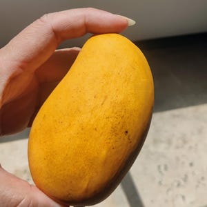 Ataulfo mango seeds