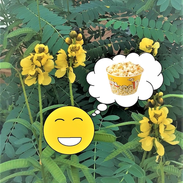 30/75/125 popcorn cassia seeds. (Senna didymobotrya, Cassia didymobotrya)