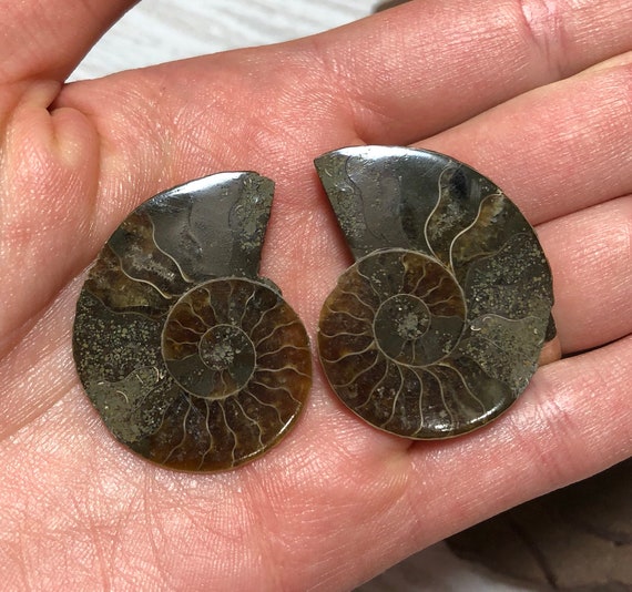 ammonite pair halved and