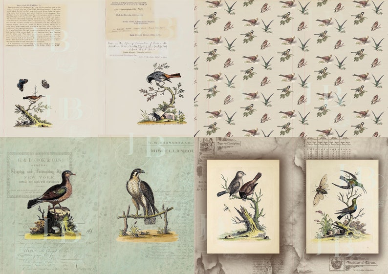Field notes, an ornithologist junk journal printable kit, unisex, original notebook image 5