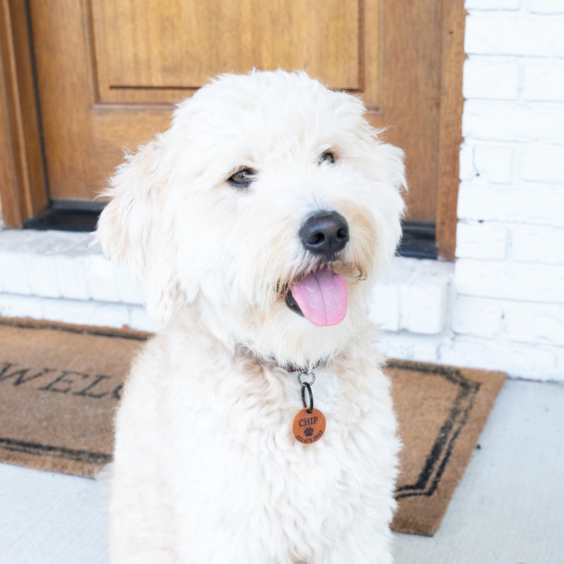 Puede incluir: Un perro blanco con una placa de perro de cuero marr&oacute;n que dice "CHIP" y un n&uacute;mero de tel&eacute;fono. El perro est&aacute; sentado en una alfombra de bienvenida marr&oacute;n frente a una puerta de madera.
