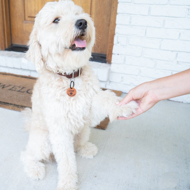 Puede incluir: Un perro blanco con un collar de cuero marr&oacute;n y una etiqueta que dice "CHIP" est&aacute; sentado en una superficie de concreto. El perro est&aacute; dando una pata a la mano de una persona.