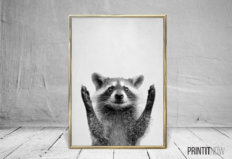 Racoon Print Nursery Animal Decor Wall Art Racoon Art Large Etsy