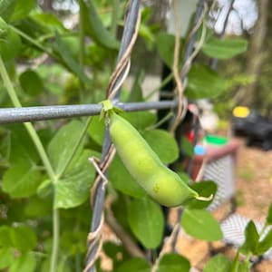 Sugar Snap Pea Seeds