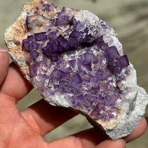 Op de afbeelding: Een natuurlijke fluorietsteen in de hand. De fluoriet heeft clusters van dieppaarse, kubusvormige kristallen tegen een matrix van beige en grijs gesteente. De kristallen hebben een duidelijke, geometrische vorm en het geheel ziet er ruw en natuurlijk uit.