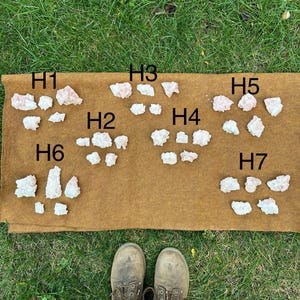 May include: A collection of raw, light pink crystals arranged on a brown cloth, labeled H1 through H7. The crystals are of varying sizes and shapes. The cloth is placed on green grass, with a pair of brown boots visible at the bottom.