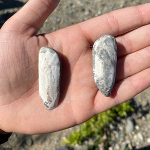 Fossil Shells (Solemya dali) - Washington State