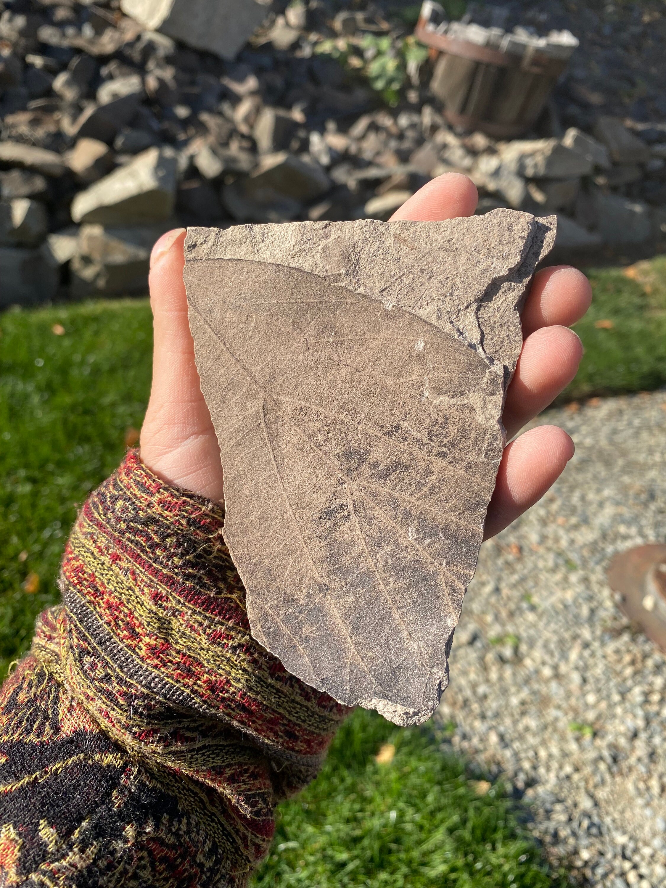 Fossil Facts That Matter: Real World Uses Of Paleontology - 48krhsn