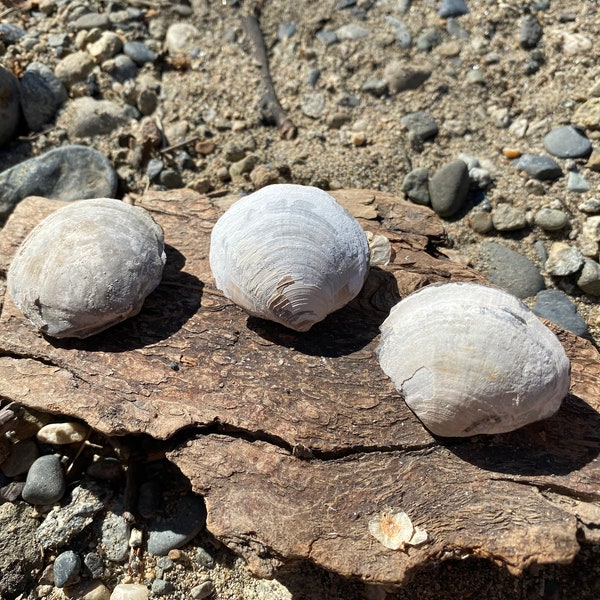 Fossil Shell | Fossilized Shell | Clam Fossil | Fossil Clam | Late Oligocene | Cenozoic Era | 3 Shell Fossils | Fossil Group