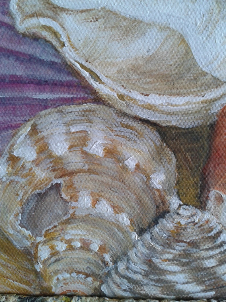 Shells image 2