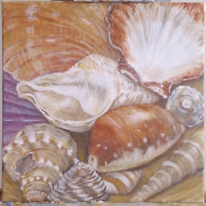 Shells image 1