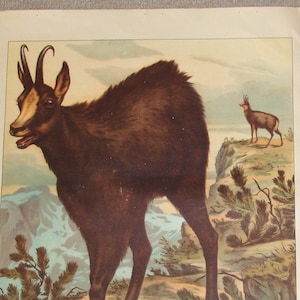 Gams - Gemse -  -  Schulkarte Lehrkarte  um 1930   - 42,5 cm x 36 cm