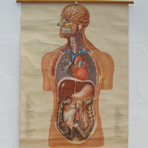 Umano - Organi interni - Scheda didattica tessera scolastica 1960 circa - 105 x 76 cm