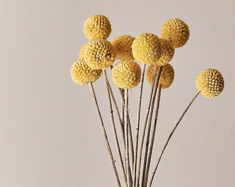 Yellow Dried Flower Etsy