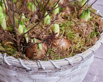 Basket Planter Filled With Narcissus Bulbs | Spring Bulbs Planter Gift | Narcissi Bulbs | Birch Twigs | Nationwide delivery | UK Florist