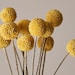 see more listings in the Dried Bunches + Stems section