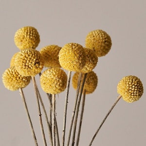 Craspedia Dried Grass Stems 50 - 60cm | Billy Buttons Bunch Of 10 | Ideal For Dried Flower Arranging | Yellow or Black | Letterbox Gift | UK