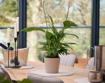 Flowering Peace Lily Houseplant in Vintage Bucket, Hand Potted Complete Floral Gift