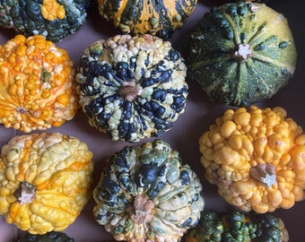 Ornamental Autumn Gourds: Fall Tablescape Decor, Set of 3