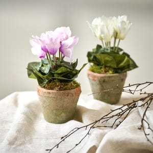 May include: Two potted cyclamen plants with pink and white flowers. The plants are in small, aged terracotta pots filled with moss. The flowers have green leaves and are set against a neutral background.