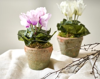 May include: Two potted cyclamen plants with pink and white flowers. The plants are in small, aged terracotta pots filled with moss. The flowers have green leaves and are set against a neutral background.