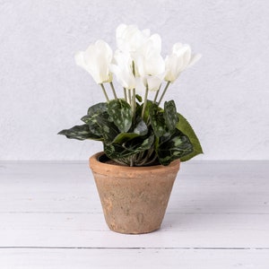 May include: A white cyclamen plant in a terracotta pot. The plant has dark green leaves and white flowers.