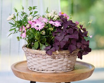 Ready to Display Live Garden Basket: Hand-Potted Seasonal Flowers and Greenery