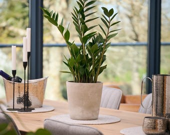 Hand Potted ZZ Plant, Hardy Indoor Living Plant, Ceramic Planter