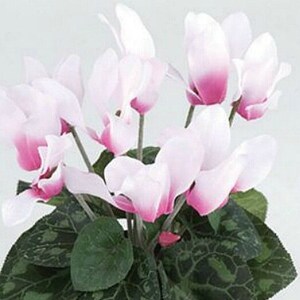 May include: A bouquet of pink and white cyclamen flowers with green leaves.