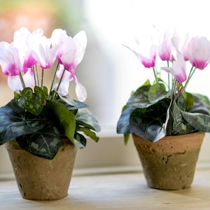 May include: Two potted plants with white and pink cyclamen flowers. The plants are in terracotta pots with a rustic finish.