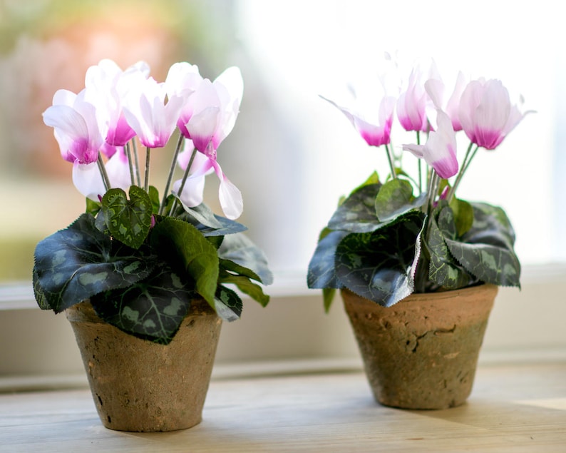 May include: Two potted plants with white and pink cyclamen flowers. The plants are in terracotta pots with a rustic finish.