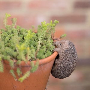 Little Mini Hedgehog Pot Hanger | Home & Garden Planter Ornaments | Indoor Outdoor | Perfect Festive Gift | UK Florist