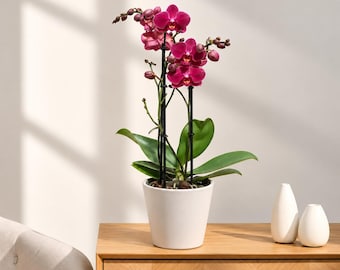 Winter Jewel Burgundy Orchid Plant