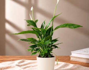 Peace Lily Indoor Plant in Soft White Pot Houseplant Gift
