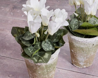 May include: Two white cyclamen plants in rustic gray pots with green leaves. The plants are in focus and the background is blurred.