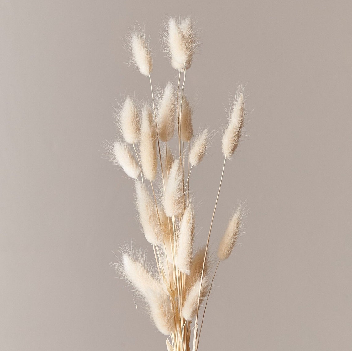 White Lagurus Dried Grass Stems 50 60cm Bunny Tail Bunch Etsy