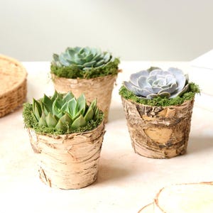 May include: Three small succulent plants in birch bark pots. The succulents have green and blue-green leaves, surrounded by green moss. The pots are cylindrical and made from textured birch bark.