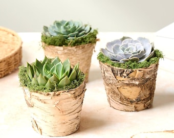 Hand-Potted Succulents in Birch Pot: Easy Care Indoor Plant