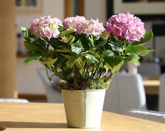 Pink Hydrangea in Vintage Bucket - Hand Potted Living Flower Gift