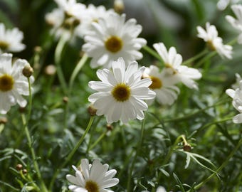 Marguerite Daisy Plant in Rustic Terracotta Pot, Hand Potted Complete Floral Gift