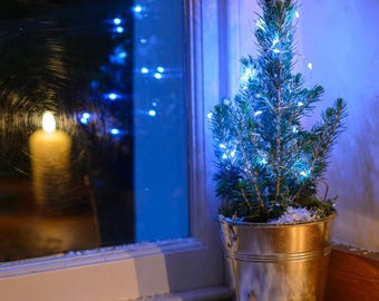 Mini Real Christmas Tree Nordic Pine with Fairy Lights in Silver Bucket