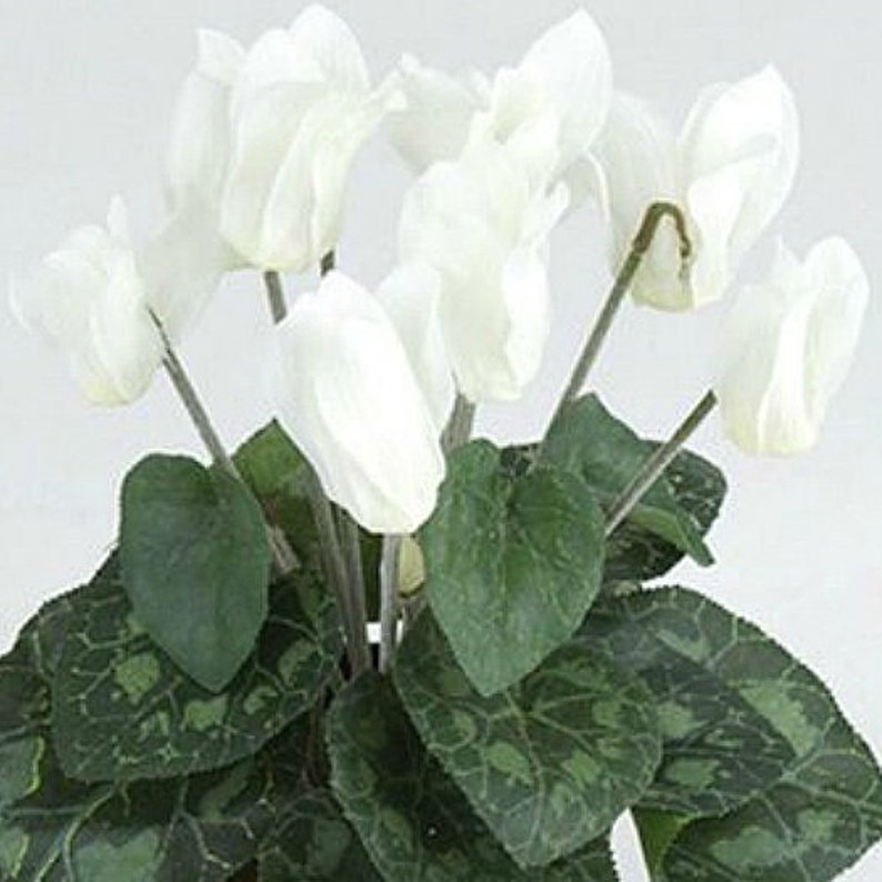 May include: A white artificial cyclamen plant with green leaves. The plant is in a pot, but the pot is not visible in the image.