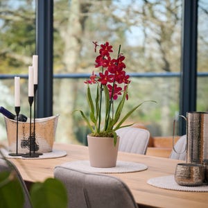 May include: A dining table arrangement with a potted orchid displaying bright red blooms. The table also features a wine cooler, candles, and a decorative jug and cup. The room has large windows with an outdoor view.