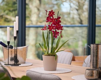 Deep Crimson Dancing lady Oncidium Orchid in Ceramic Pot Stylish Indoor Flower Gift