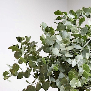 May include: A close-up of fresh eucalyptus branches with round, green leaves. The leaves vary in shades of green, from light to dark, and are arranged against a white background. The image highlights the natural texture and color of the foliage.