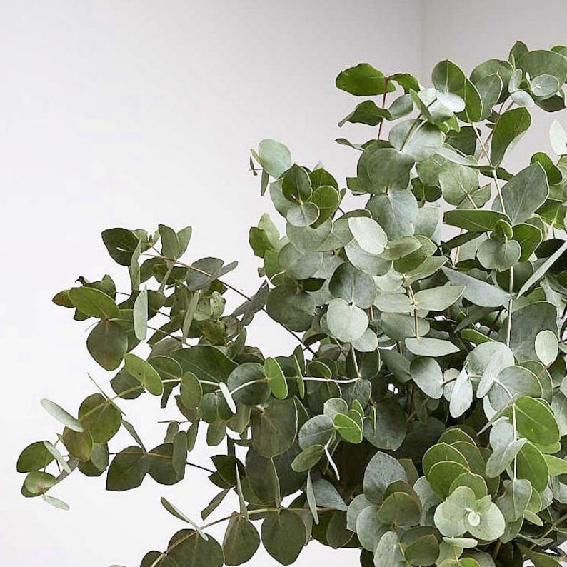 May include: A close-up of fresh eucalyptus branches with round, green leaves. The leaves vary in shades of green, from light to dark, and are arranged against a white background. The image highlights the natural texture and color of the foliage.