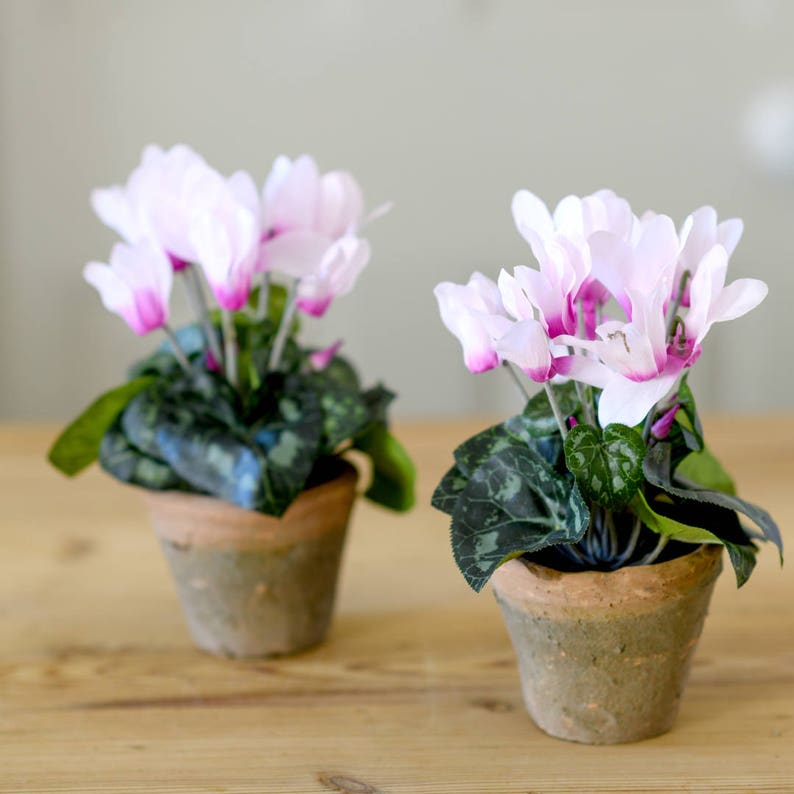 May include: Two potted pink and white cyclamen plants with green leaves in terracotta pots on a wooden table.