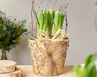 Winter Hyacinth Bulb Planter Hand Potted in Rustic Birch Wood Pot Gift