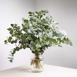 May include: A bouquet of fresh eucalyptus in a clear glass vase. The eucalyptus has round, silvery-green leaves and is arranged with stems in water. The vase sits on a white surface, creating a simple, natural aesthetic.