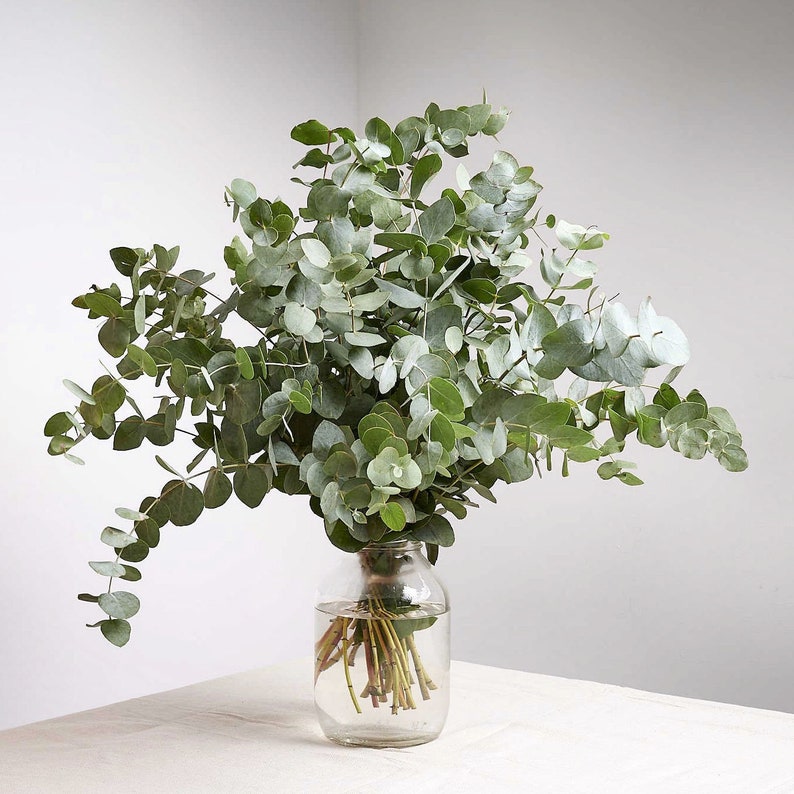 May include: A bouquet of fresh eucalyptus in a clear glass vase. The eucalyptus has round, silvery-green leaves and is arranged with stems in water. The vase sits on a white surface, creating a simple, natural aesthetic.